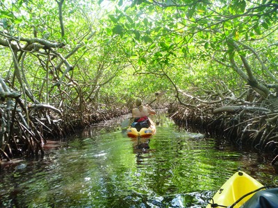 lori mangroves