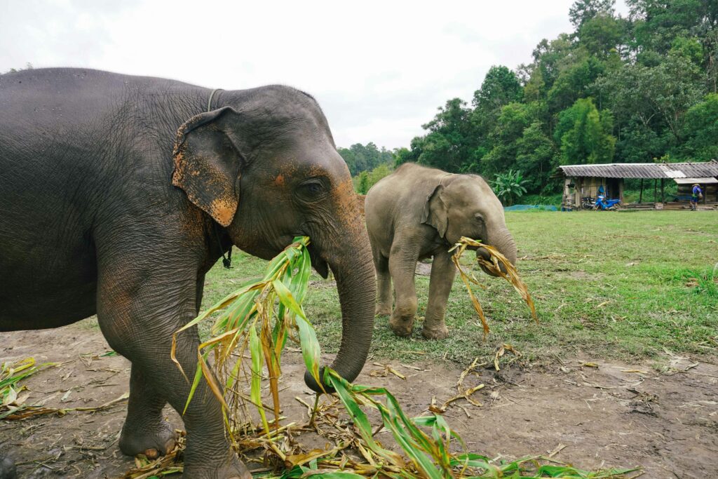 Ethical Elephant Sanctuaries in Phuket