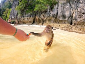Monkeys in Phuket
